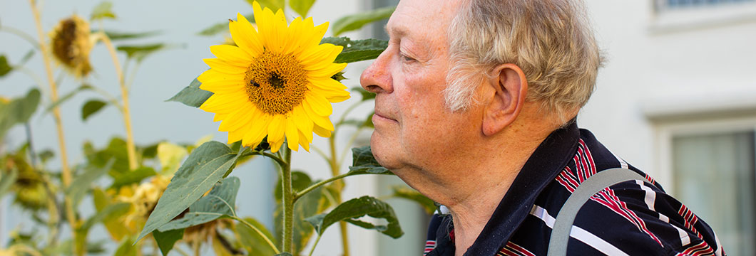 Ein Senior riecht an einer Sonnenblume.